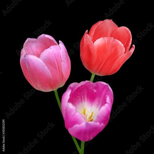 Beautiful tulips flowers isolated on a black background