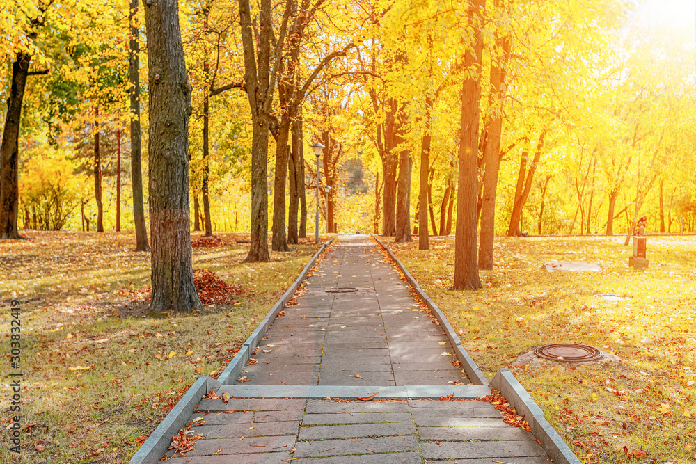 Beautiful romantic alley in a park with colorful trees and sunlight through it. autumn natural background between maple leafs Beautiful romantic alley in a park with colorful trees and sunlight through it. autumn natural background between maple leafs