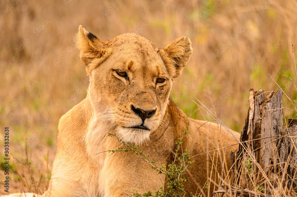 Weary lioness in a pensive mood while resting in the long grass caring for small cubs nearby