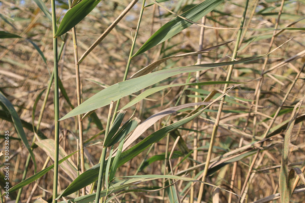 Naklejka premium Reed southern common.