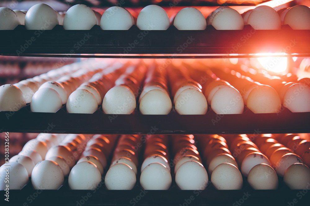 egg plant factory poultry farm stack hatchery egg plant factory poultry farm stack hatchery