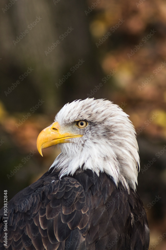 american bald eagle. Haliaeetus leucocephalus.photo of proud bird being the emblem of the usa american bald eagle. Haliaeetus leucocephalus.photo of proud bird being the emblem of the usa