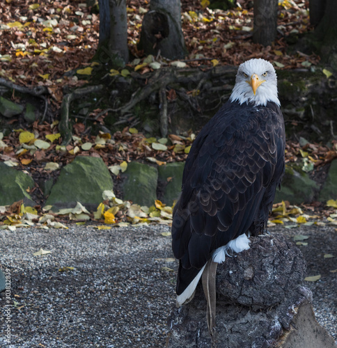 american bald eagle. Haliaeetus leucocephalus.photo of proud bird being the emblem of the usa