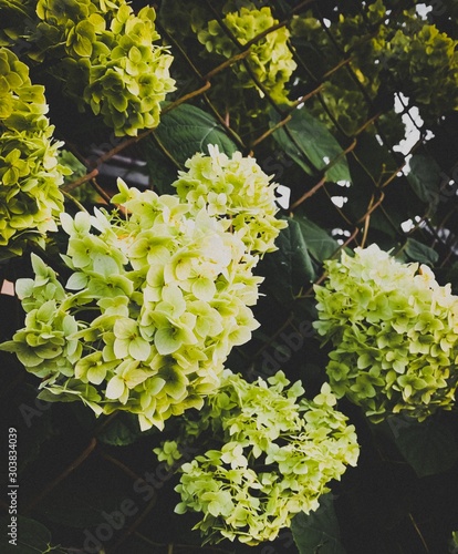 Hmm the Flowers this is amazing day and shoots in Lviv Ukraine. I do it, save this moment in my head. Photo on iPhone XS Max photo