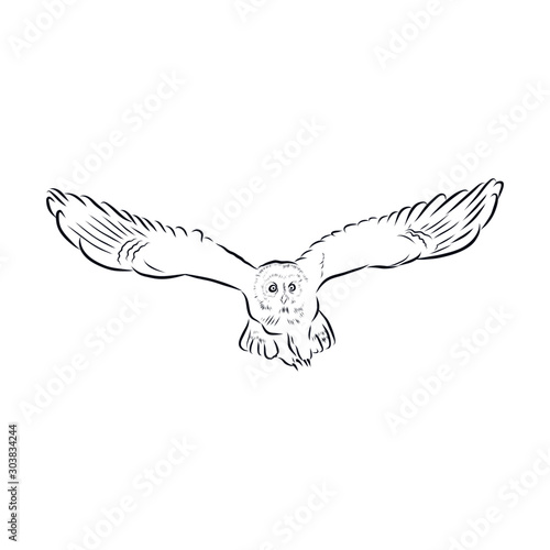 vector illustration of owl bird 