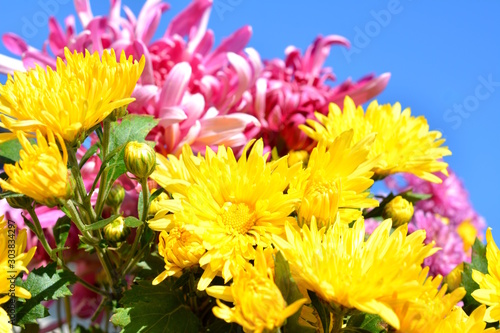 青空に映える満開の菊の花、花イメージ素材