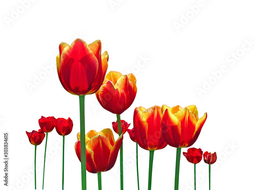 Beautiful tulip flowers isolated on a white background