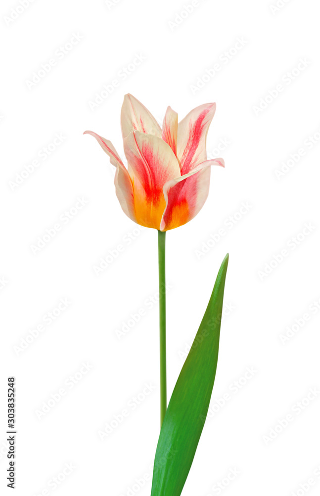 Beautiful colorful tulips isolated on a white background Beautiful colorful tulips isolated on a white background