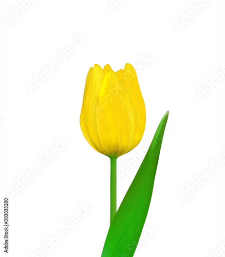 Beautiful yellow tulip isolated on a white background