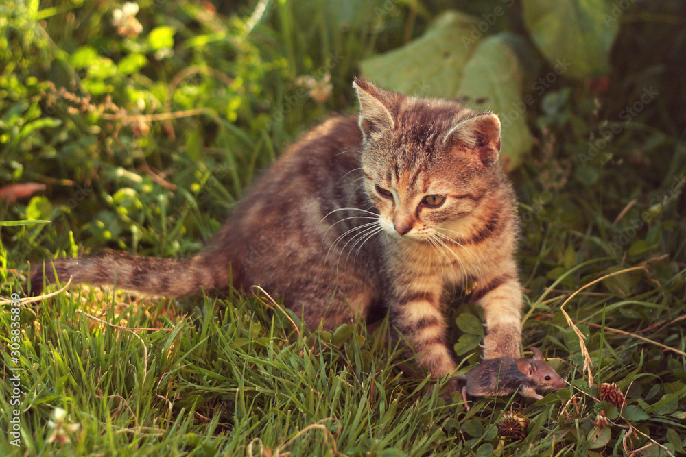 Young tabby cat after hunting - with caught mouse, on grass, sunny