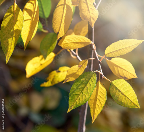 cherry branch with green and yellow leaves in autumn sunny day