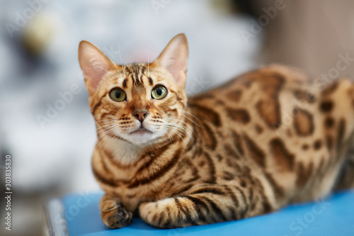 Fototapeta Naklejka Na Ścianę i Meble -  bengal cat female at home