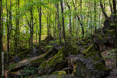 Felsenmeer Hemer Sauerland Karst Natur Felsen Deutschland B  ume Wald Geotop Naturdenkmal Wandern Buchen Fagus Naturschutzgebiet Wandern Fr  hling H  hlen Aussicht Plattform Wege 