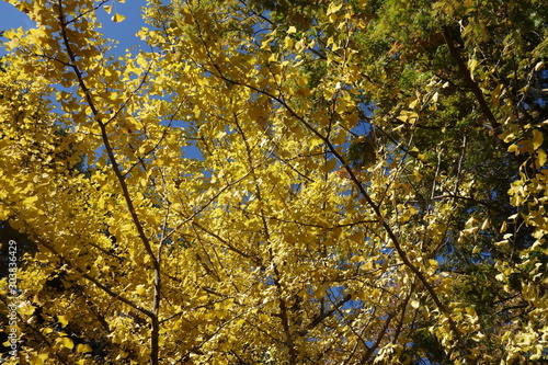 秋の軽井沢の黄色く色づいた樹木