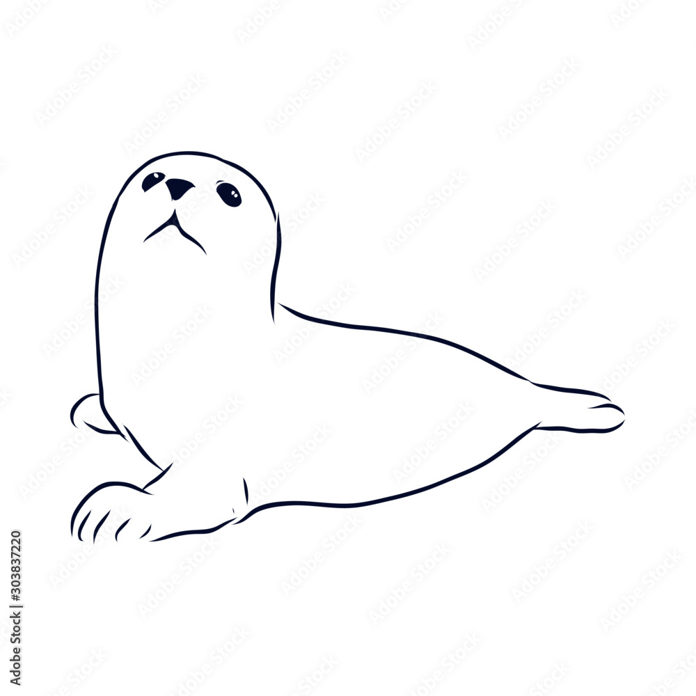 Seal baby sketch Seal baby sketch