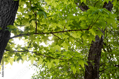 Leaves of a tree kalopanax septemlobus in the bright sun photo