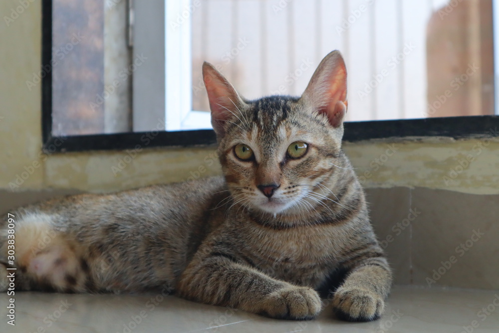 Young Bengal Kitten relaxing and playing