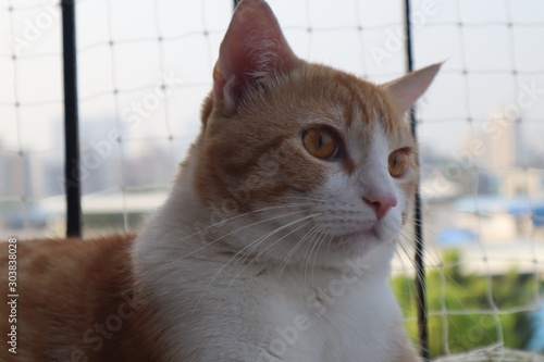 Orange Tabby Cat relaxing on a balcony