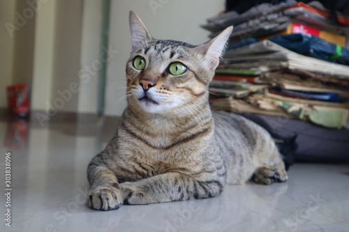 Fototapeta Naklejka Na Ścianę i Meble -  Bengal Cat relaxing