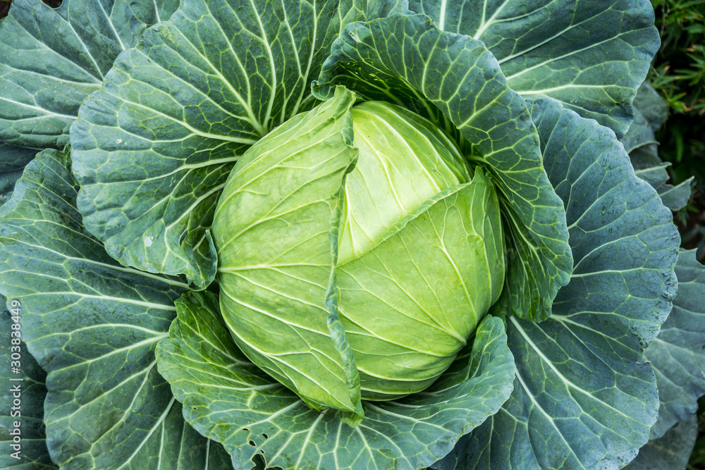 green cabbage head in the garden green cabbage head in the garden