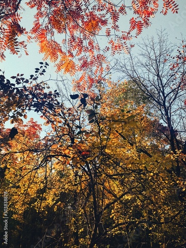 Autumn 2019 this is amazing day in Lviv Ukraine, love this memories. Photo Shoot on iPhone XS Max, location Lviv. This is great day in my city.. Love Autumn..