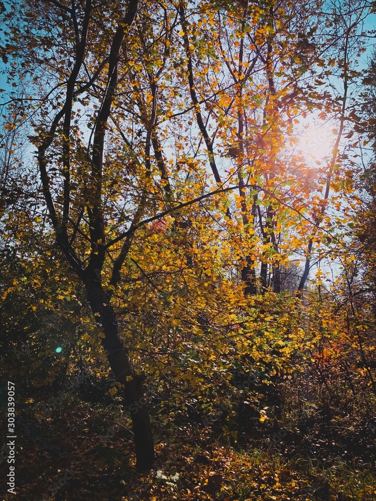 Autumn 2019 this is amazing day in Lviv Ukraine, love this memories. Photo Shoot on iPhone XS Max, location Lviv. This is great day in my city.. Love Autumn.. Autumn 2019 this is amazing day in Lviv Ukraine, love this memories. Photo Shoot on iPhone XS Max, location Lviv. This is great day in my city.. Love Autumn..
