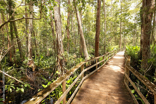 Boardwalk trail at Audubon Corkscrew Swamp Sanctuary in Naples, Florida, a 2 miles hike through pine flat woods and wet prairie ecosystems within the Sanctuary.
