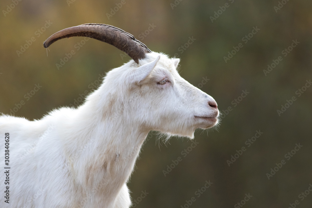 Fototapeta premium White horned funny capricorn with beard