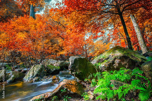 Amazing in nature  beautiful waterfall at colorful autumn forest in fall season 