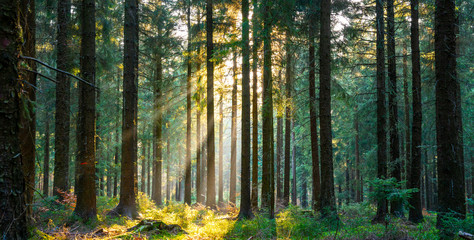 Foto auf Leinwand Wald Stiller Wald im Frühling mit schönen hellen Sonnenstrahlen  © AA+W