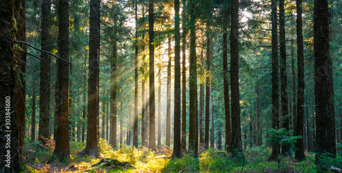 Silent Forest in spring with beautiful bright sun rays photo