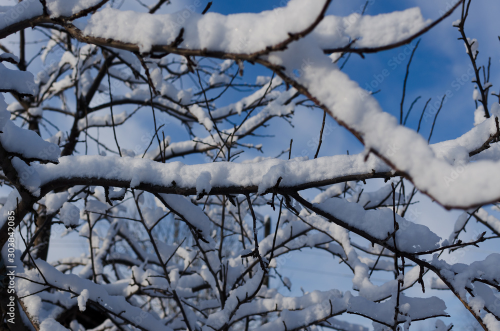 snow covered apple branches in winter snow covered apple branches in winter