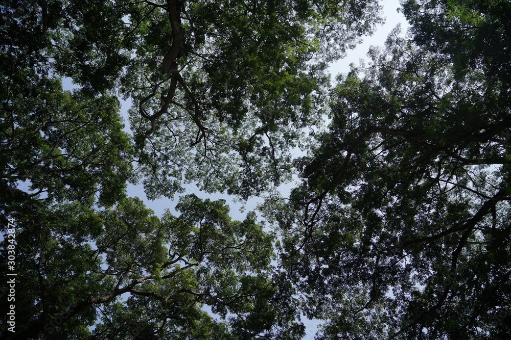Fototapeta premium tree in forest