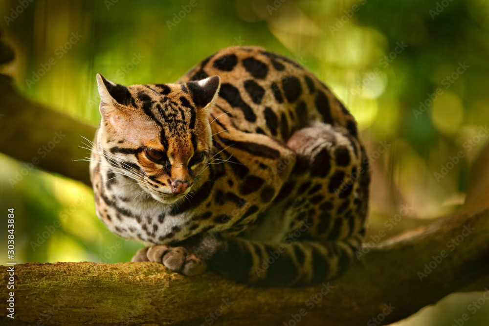 Wildlife in Costa Rica. Nice cat margay sitting on the branch in the costarican tropical forest. Detail portrait of ocelot, nice cat margay in tropical forest. Animal in the nature habitat. - obrazy, fototapety, plakaty 
