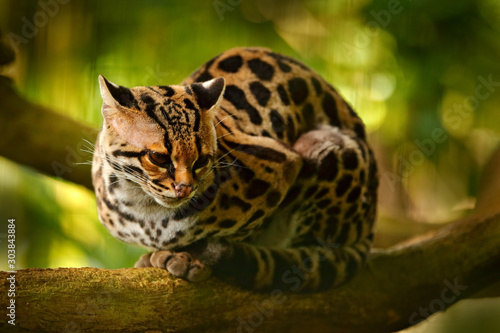 Wildlife in Costa Rica. Nice cat margay sitting on the branch in the costarican tropical forest. Detail portrait of ocelot, nice cat margay in tropical forest. Animal in the nature habitat. © ondrejprosicky