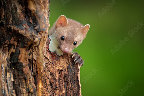 Beech marten, Martes foina, with clear green background. Small predator sitting on the tree trunk in forest. Wildlife scene from Germany. Beautiful cute forest animal. photo