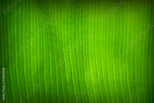 Close up of fresh green leaf texture background.