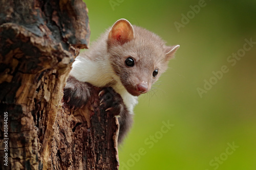 Beautiful cute forest animal. Beech marten, Martes foina, with clear green background. Small predator sitting on the tree trunk in forest. Wildlife scene from Germany.