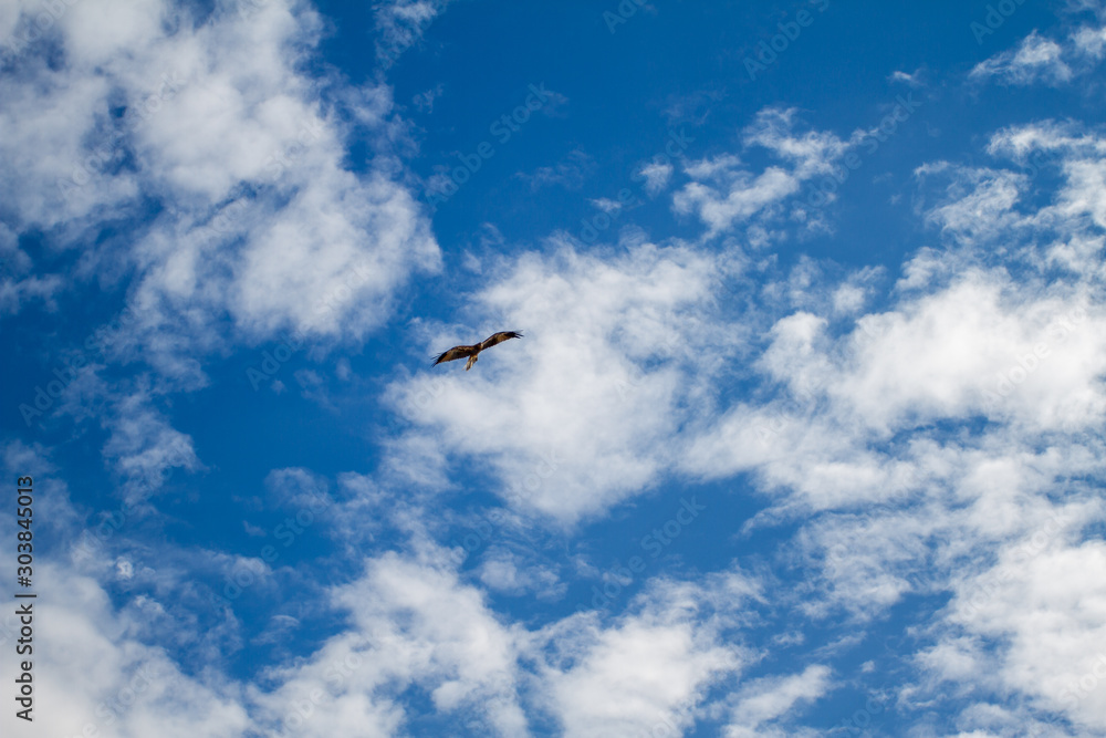  eagles flying the australian outback