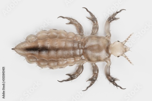 Realistic 3d Render of Head Louse - Male