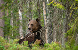 Bear sits by a tree. Adult Male of Brown bear in the forest. Scientific name: Ursus arctos. Natural habitat.