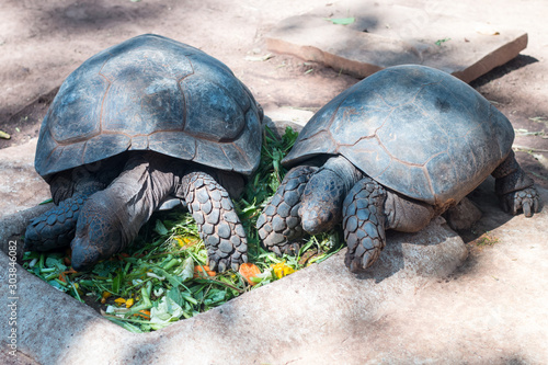Turtle eating vegetables in zoo