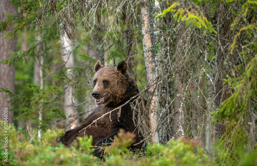 Bear sits by a tree. Adult Male of Brown bear in the forest. Scientific name: Ursus arctos. Natural habitat.