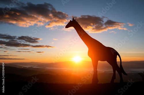 Photography The silhouette of two giraffes on a sunset background
