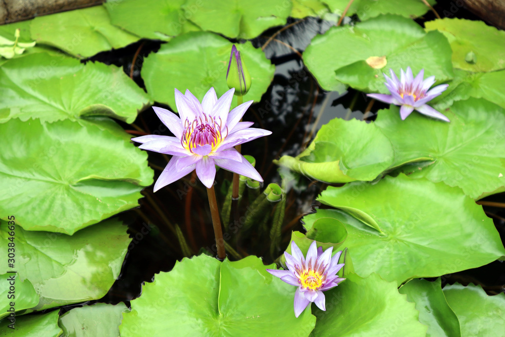 background photo of a blooming flower background photo of a blooming flower