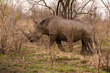 White Rhinoceros moving nervously through the recently burnt savanna