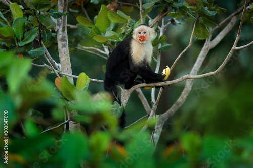 Monkey with banana. Black monkey hidden in the tree branch in the dark tropical forest. White-headed Capuchin, feeding fruits. Animal in nature habitat, wildlife of Costa Rica. Monkey behaviour. © ondrejprosicky