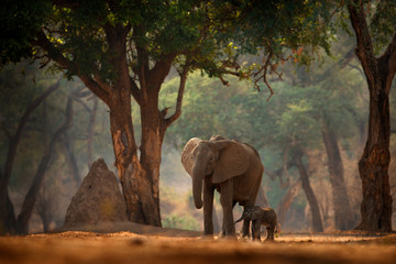 Keuken achterwand Olifant Elephant with young baby.  Elephant at Mana Pools NP, Zimbabwe in Africa. Big animal in the old forest, evening light, sun set. Magic wildlife scene in nature. African elephant in beautiful habitat.  © ondrejprosicky