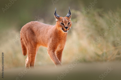 Caracal, African lynx, in dry sand desert. Beautiful wild cat in nature habitat, Kgalagadi, Botswana, South Africa. Animal face to face walking on gravel, Felis caracal. Wildlife scene from nature. photo