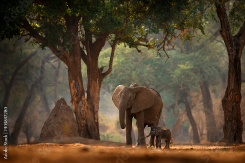 Słoń z młodym dzieckiem. Słoń w basenach Mana NP, Zimbabwe w Afryce. Wielkie zwierzę w starym lesie, wieczorne światło, zachód słońca. Magiczna przyroda w przyrodzie. Słoń afrykański w pięknym środowisku.